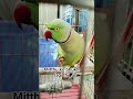 Mitthu ko bhukh lagi thi🦜 #talkingparot #cutebird #parrot #viral #ytshorts