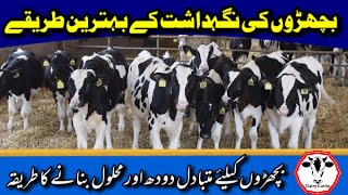 How to take care of New Born Calf | Milk Replacer and Solution for Calf in Urdu Hindi Language