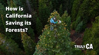 Can California Forests Be Saved?  | KQED Truly CA