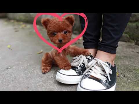 Video TEACUP POODLE TAI BƯỚM || Siêu cute - Siêu Quấn Chủ - youtube