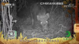 《秘境之眼》 野猪/勺鸡/灰胸竹鸡 20200211| CCTV