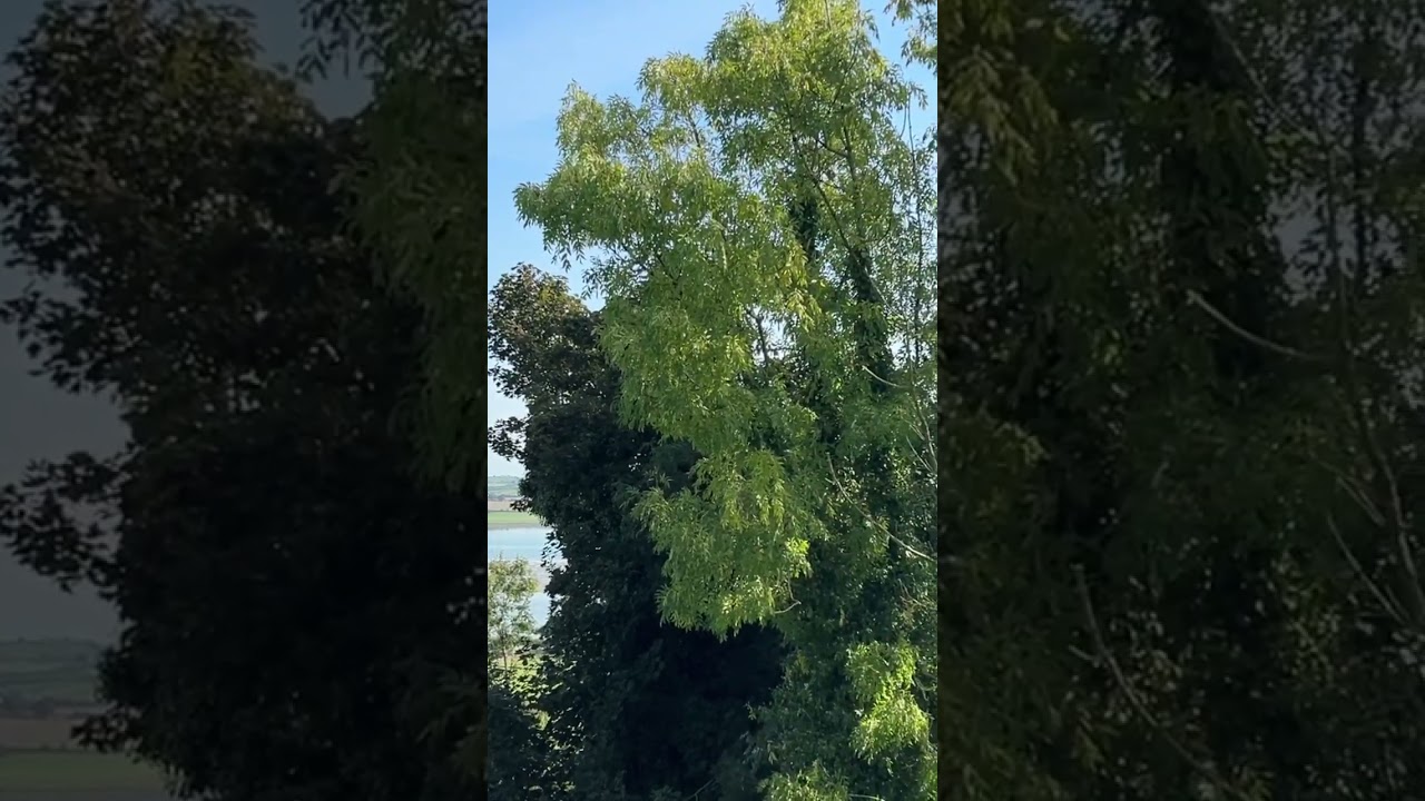 Dundrum Castle view. 