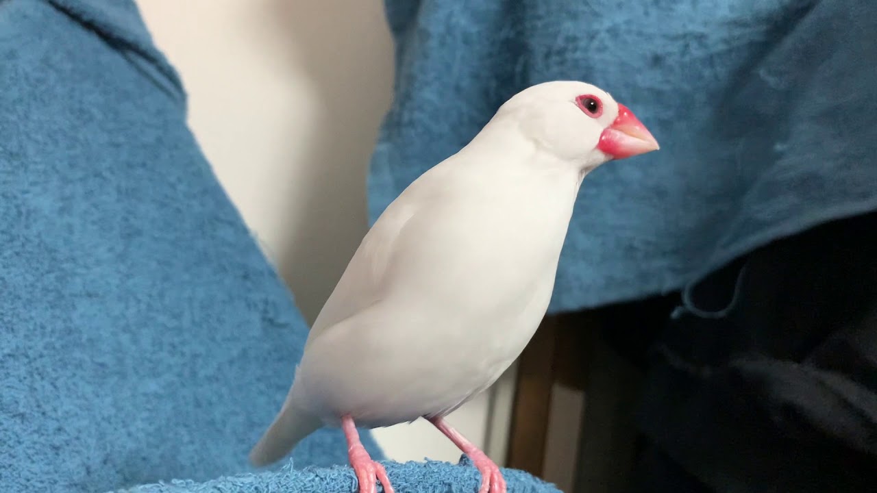 白文鳥ミルキーの可愛い動き Java Sparrow Youtube