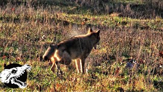 on top of the call - coyote hunting