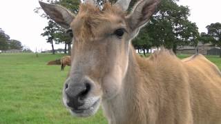 Eland by Yvonne G Witter 932 views 11 years ago 52 seconds