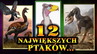 12 Najcięższych i Największych PTAKÓW w Historii Świata