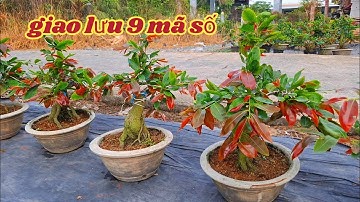 12/10/2025 💥giao lưu mai cúc đọt đỏ-mai vàng lá đỏ☎️0359338087(khang)