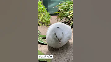 صوت انثى السمان دواجن ممكن اشتراك أصدقائي حلمي اوصل 1000 مشترك 