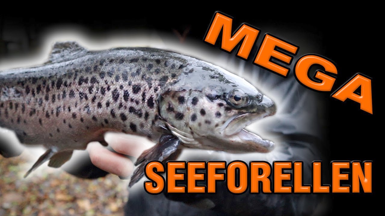 Die Exoten im Nachtigallental | Forellenangeln bei Regen