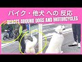 バイク、他犬への反応。飛びつき、吠え。メールセッション。