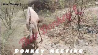 Donkey Meetings