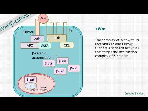 Video: Interventionen In Der Wnt-Signalübertragung Als Neuartiger Therapeutischer Ansatz Zur Verbesserung Der Heilung Von Myokardinfarkten