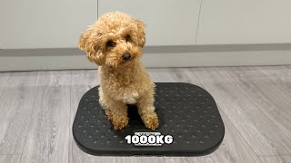Full Grown Toy Poodle | Height & Weight