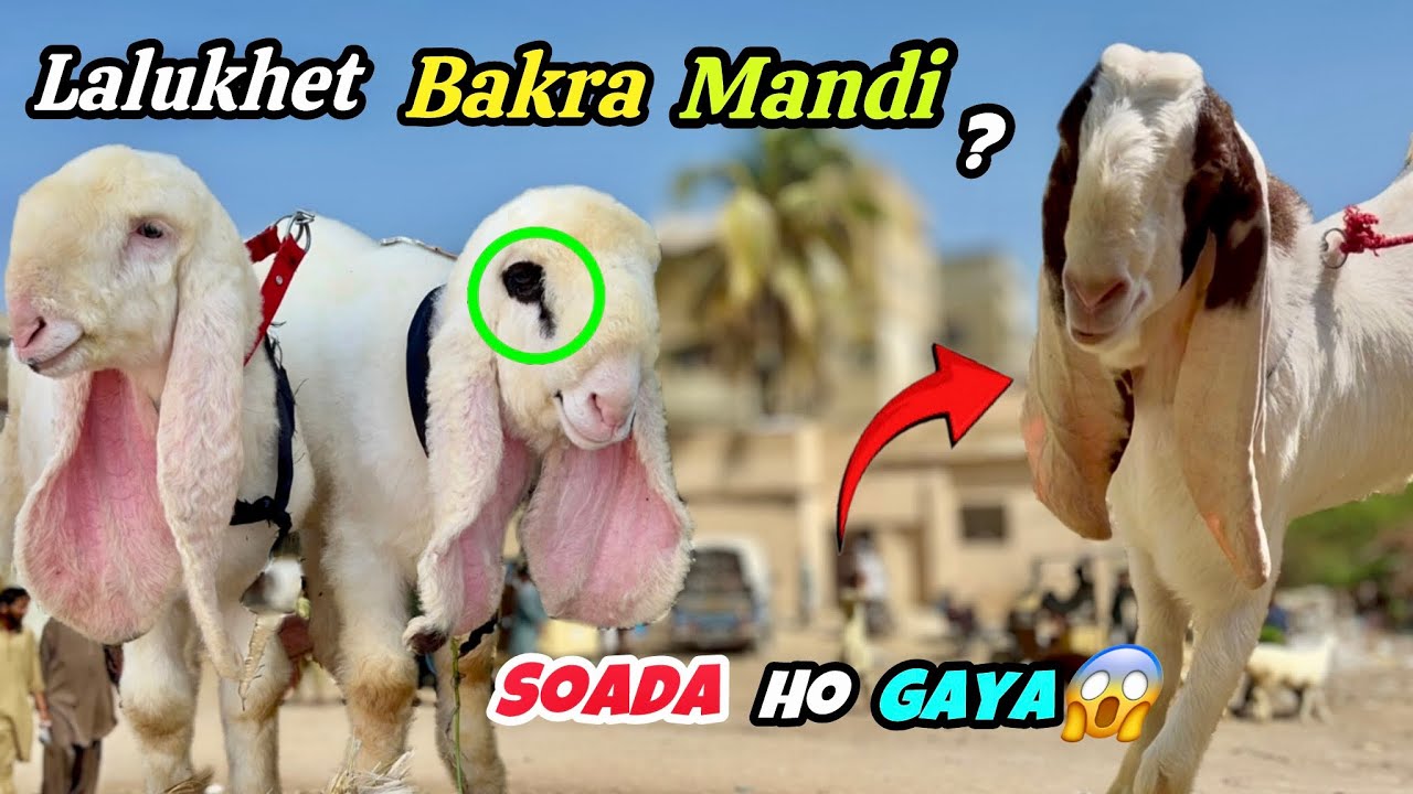 LALUKHET BAKRA MANDI 😍 Ramzan Latest Rates 🔥Update || 1 March || 2026 Aj ka Saudi