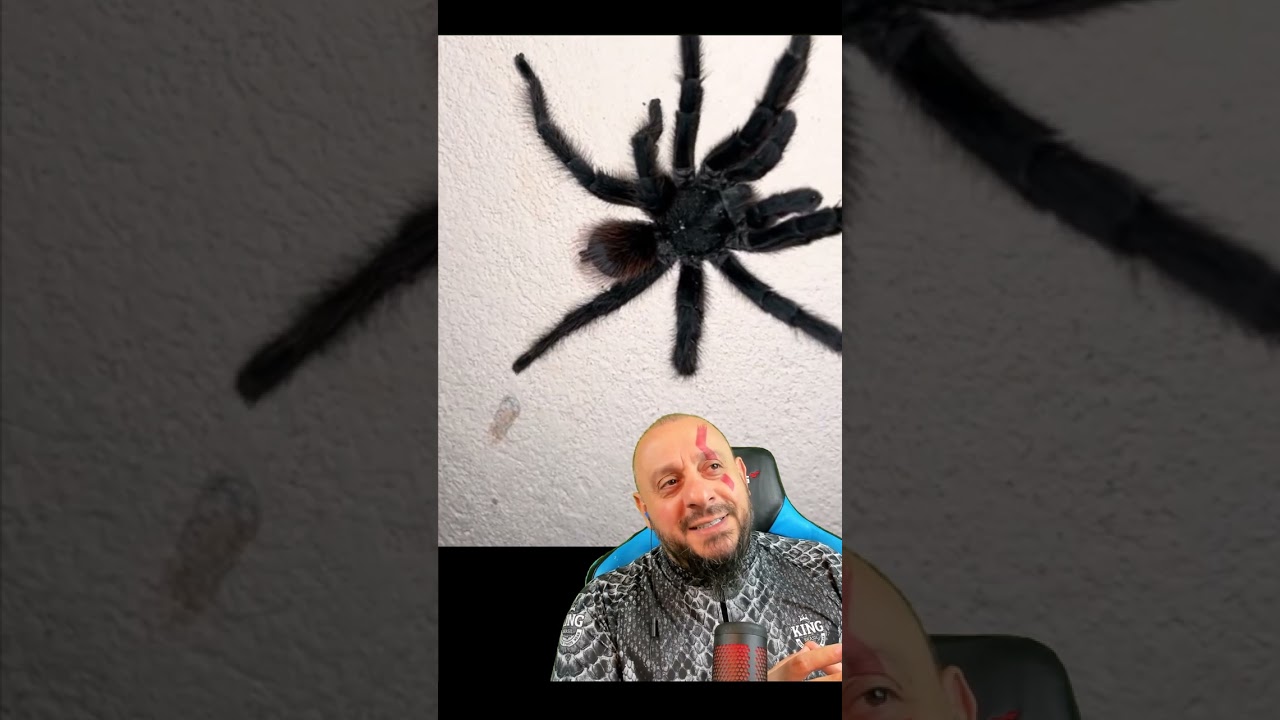 Assustador! Aranha gigante na hora do chuveiro.