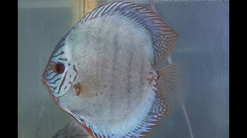 $$$$ Cá Cảnh Minh Anh - 0888259988