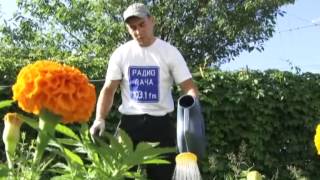 Успехи на грядках 20/07/2013 Садим газон Успехи на грядках 20/07/2013 Садим газон