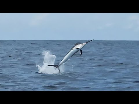 When you accidentally catch a Marlin while fishing for Tuna