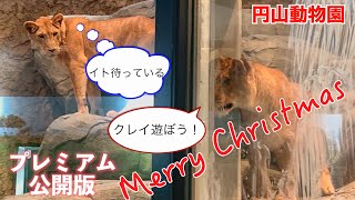 円山動物園ライオンX'mas特別公開 2023/12/24　イト＆クレイ