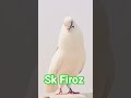 Sk Firoz #attitude #pigeon #love #youtubeshorts