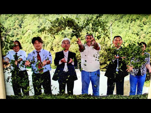 №78 Мацеста, плантация чая.