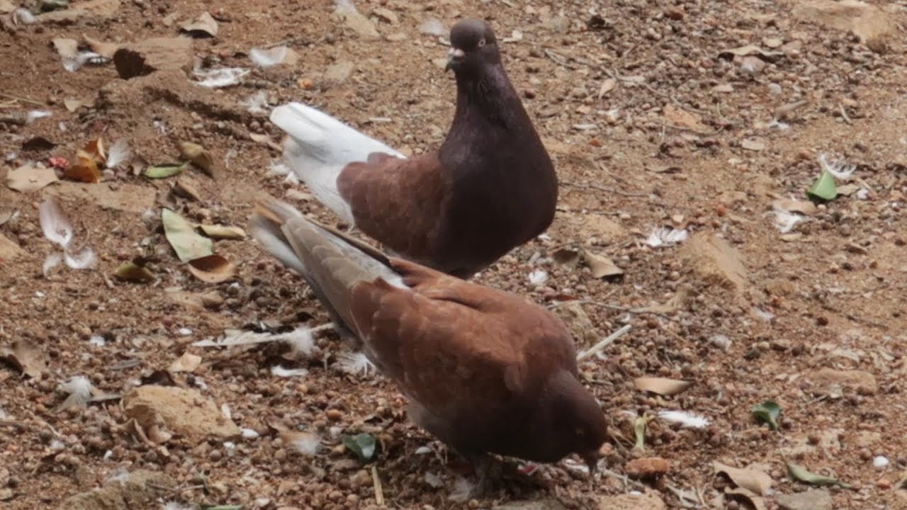 Brown Pigeon Pair YouTube