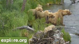 Holly and her Cub  Fish Brooks Falls With  An Abundance of Bears!| Best of Bear Cam