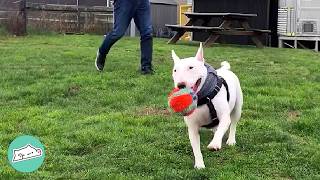 Man And His Goofy Bullterrier Make The Whole Park Laugh | Cuddle Buddies