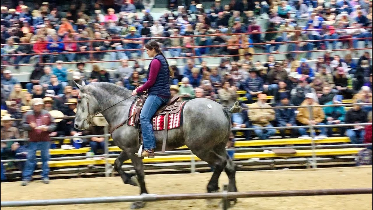 “Pearl” Lot 141 selling at the Waverly Midwest Horse Sale Spring