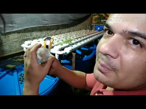 Vídeo: Iniciando Sementes em Esponjas: Aprenda Sobre a Germinação de Sementes de Esponja