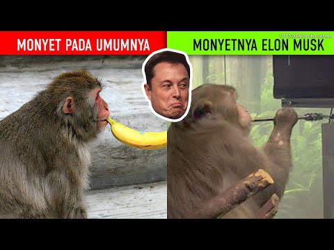 Video: Apa Yang Dicipta Oleh Elon Musk?