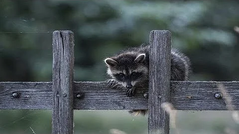 How to help sick, injured wildlife