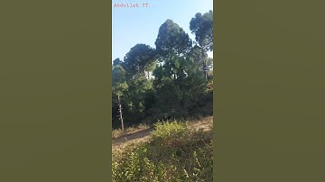 A tree with strong roots laughs at storms #viral #youtube #viralvideo #shorts #pakistan #nature #uk