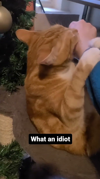 Neko Punch!!! Da Da Da Da Da 😼 #cats #short #catvideos #catshorts