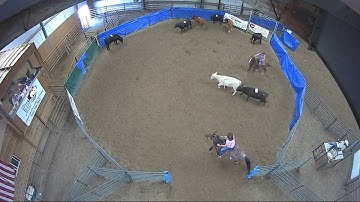 Big Sky Ranch Sorting Saddle Series Finals - #7 HC - Round #2 - Ride #17