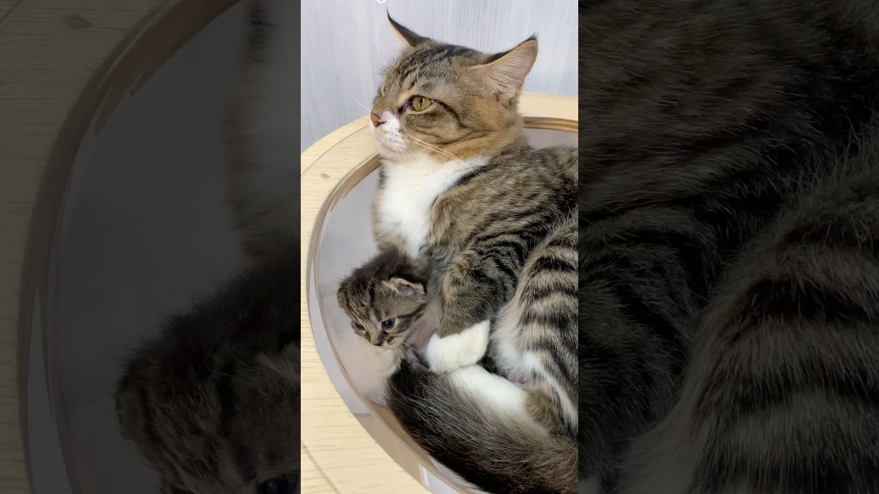 Cute cat every time angry with everyone 