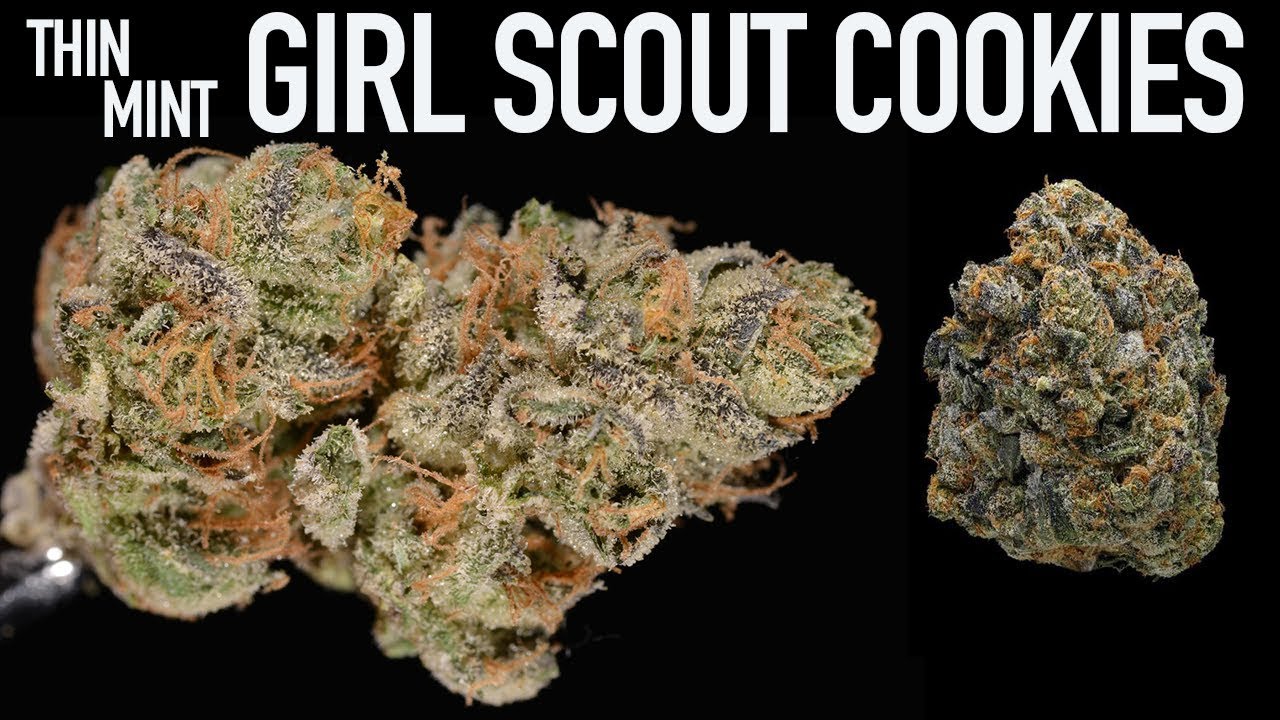 Thin Mint Girl Scout Cookies Strain Review Youtube