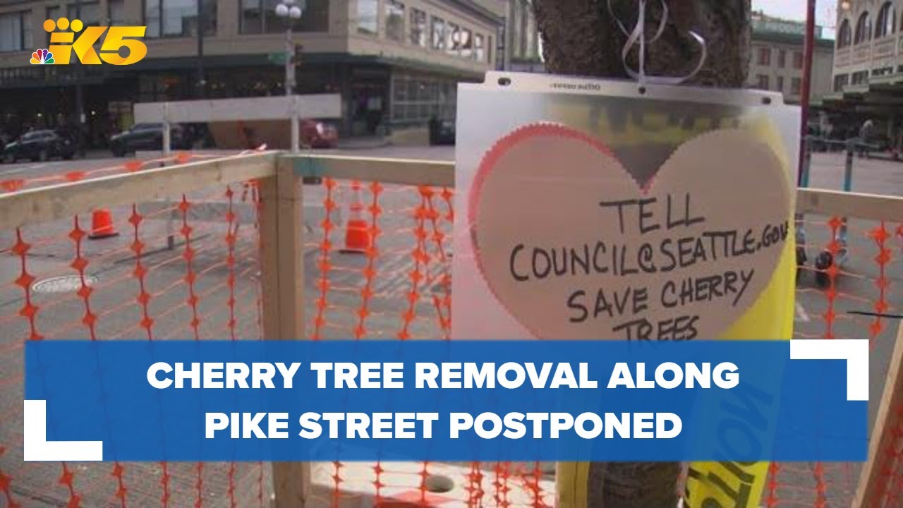 The Iconic Decades-Old Pike Place Market Cherry Trees Have Been