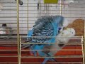 budgie has sex with a plastic bird  *amazing*