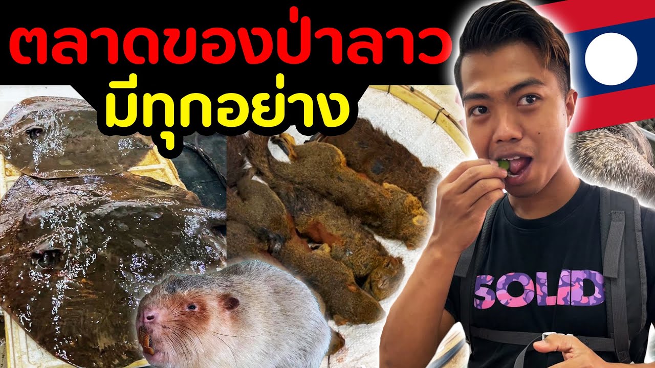 ตลาดของป่าลาว มีทุกอย่าง | DOM