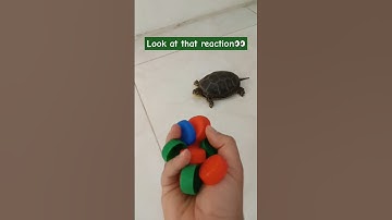 taco turtle 🐢 reaction reverse loop video #satisfying #omletarcade #Reverse #loop