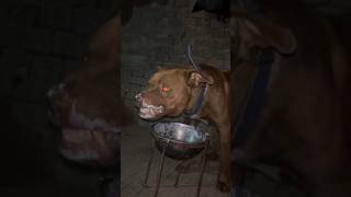 Beretta Puppy Viral Video