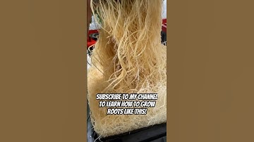 Massive Hydroponic Roots In Homemade RDWC System For Beginners! #shorts #roots #RDWC