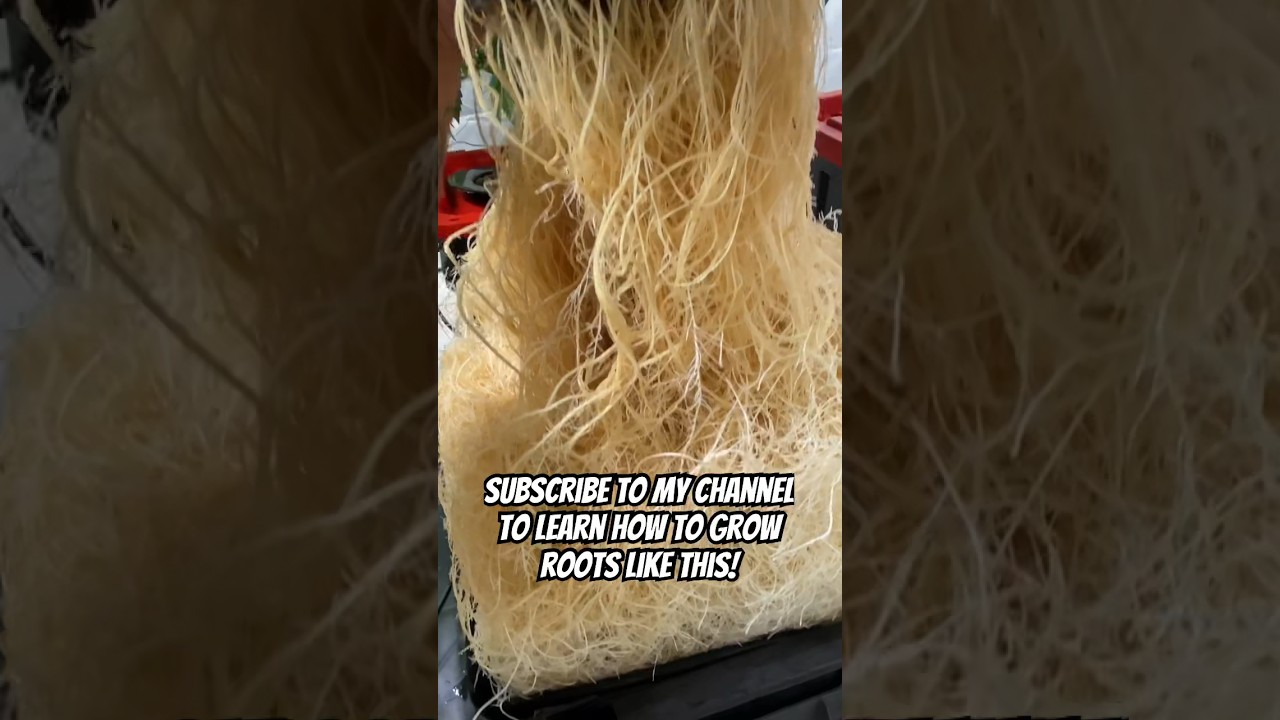 Massive Hydroponic Roots In Homemade RDWC System For Beginners! 