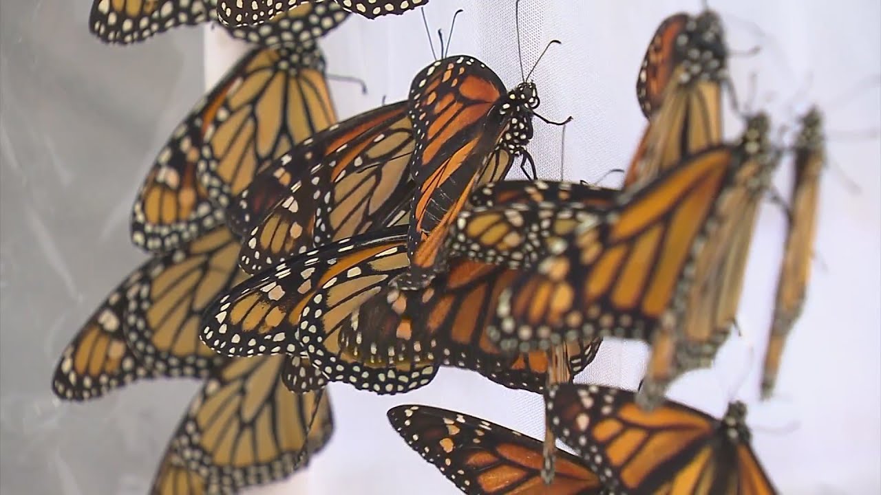 monarch-butterflies-have-special-connection-to-dia-de-los-muertos-youtube