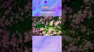 찔레꽃(백난아) 전자악기 에어로폰연주곡 팬플룻버젼 #취미활동 #일상탈출 #추억소환 #감성여행 #중년음악 #7080