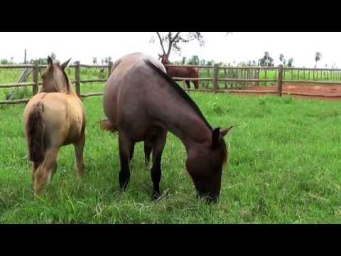 Cavalo Crioulo no Pantanal Matogrossense 