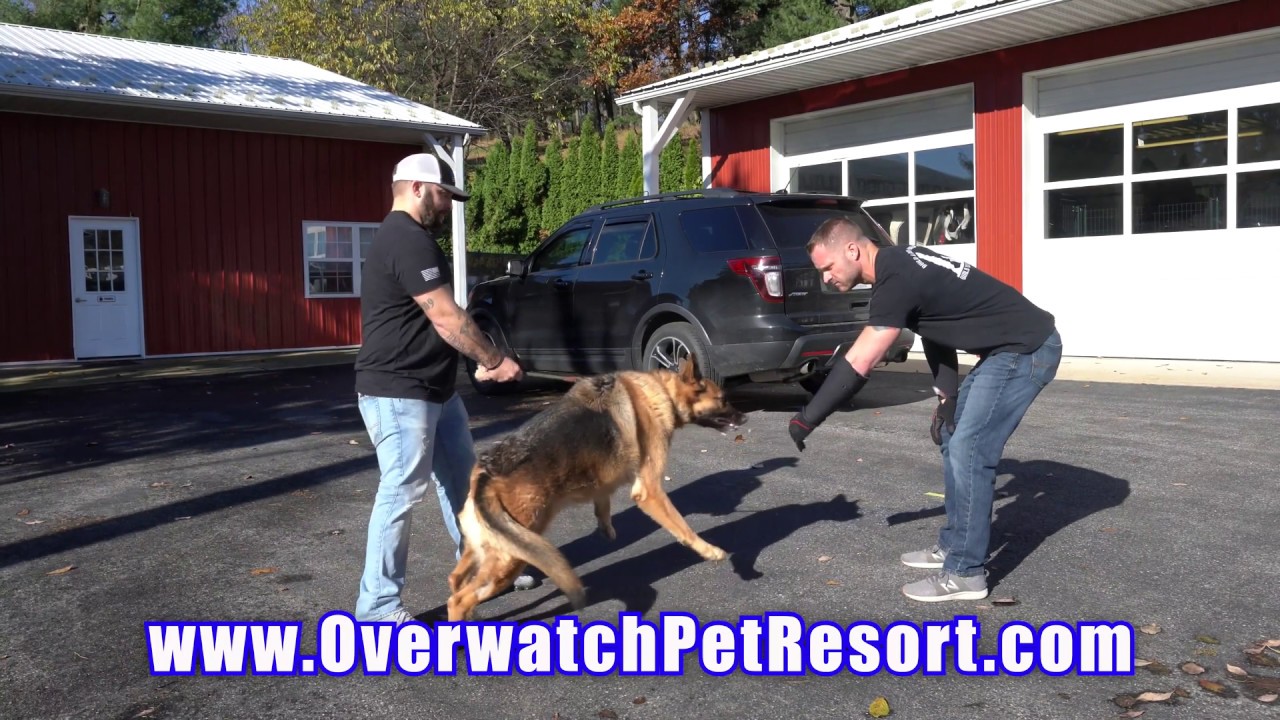 Dog Training Aggressive Dog Rehab YouTube