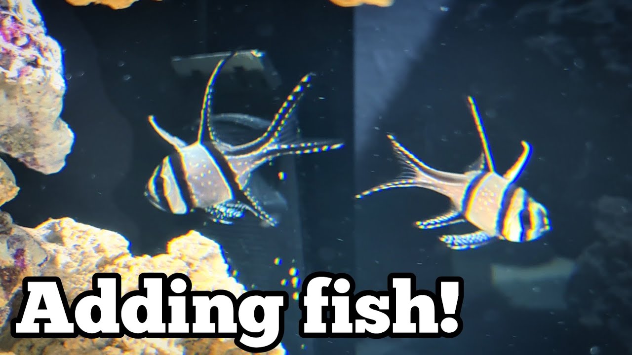 Big Reef Tank Update! Adding Fish!