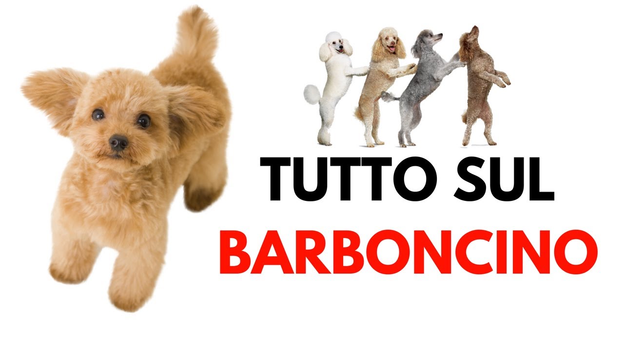 Barboncino Carattere Abitudini E Perche Sceglierlo Youtube